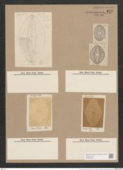 Navicula pseudofusca Pant. (de-Toni-Nr.: Genus 1, Species 296) Zeichnungen Sammlung Grunow Nr. 672 (NHMW-BOT-W0367045)